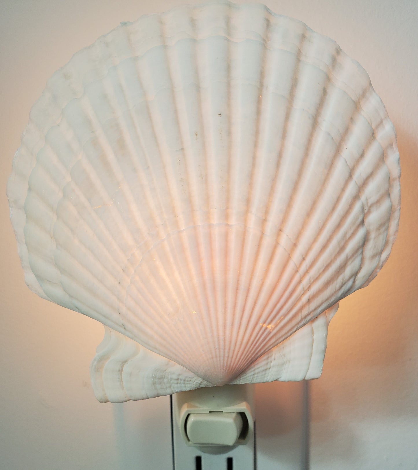 ENGLISH WHITE SCALLOP NIGHTLIGHT with White Fixture
