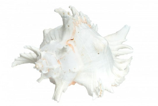Murex Ramosa Shell - 8 - 9 inches