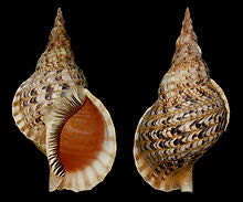 Triton's Trumpet Shells - 14 - 15 inches