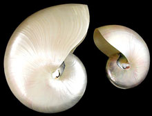 Nautilus Shell - 5 - 6 inches - Pearlized - Philippines