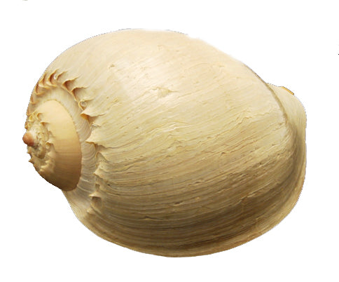 Melon Diadema Shells - 12 inches from the Philippines