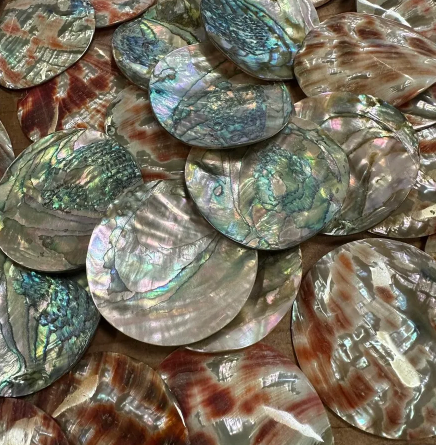 1 inch Red Abalone Shells - 25mm Polished Rounds - 2mm Thick - USA