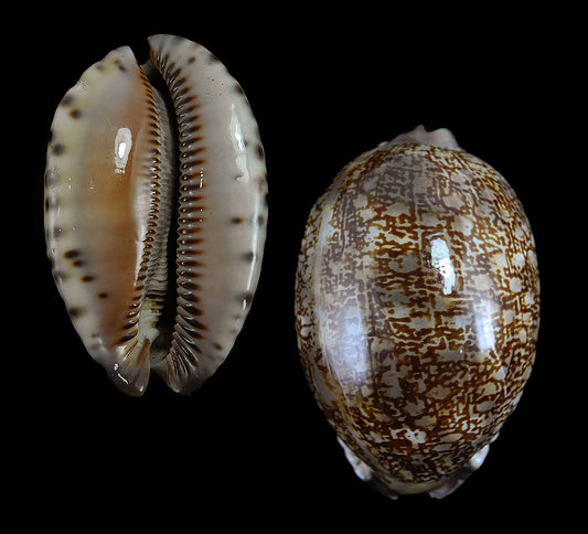 1 KG - Petit Cypraea Arabica - Mauritia Arabica