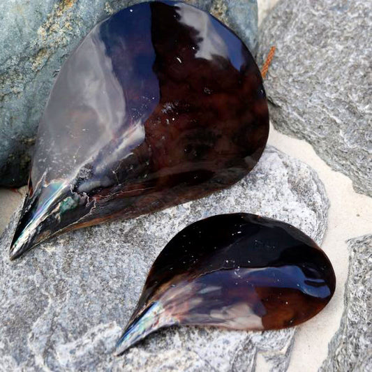Polished Pen Shells - 8 x 4.5 inches - Philippines