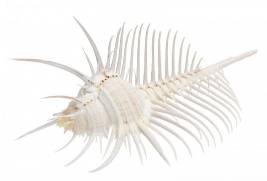 Venus Comb Murex - Murex Pecten - 5 - 6 inches - From the Philippines