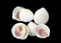 1 KG - Philippine Cockle Shells - 1 - 2 inches - Yellow