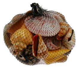 BARGAIN BAG OF polished SHELLS - 500 grams