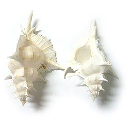 White Murex Alabaster Sea Shell 70 - 80 mm - Sharpe Shells Specimens