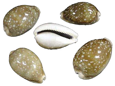 Deer Cowry - Macrocypraea Cervus - 1 inch - Cowries