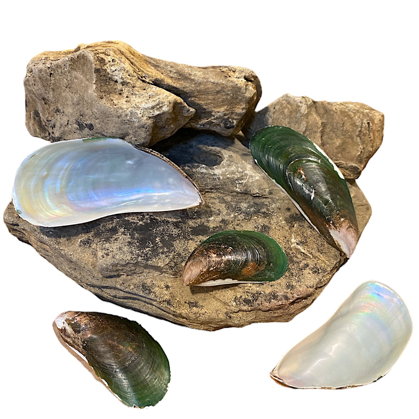 1 KG - Large Philippine Mussel Shells - Mixed sizes averaging 3 - 4 inches