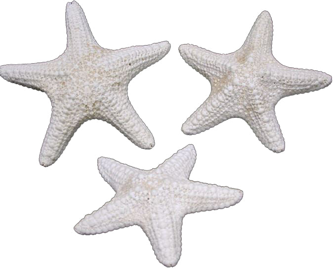 White Jungle Starfish (2 - 3 inches) Pentaceraster mammillatus