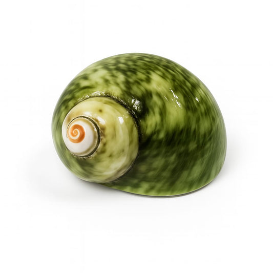Green Turbo Cinerius Shells - .75 to 1 inch