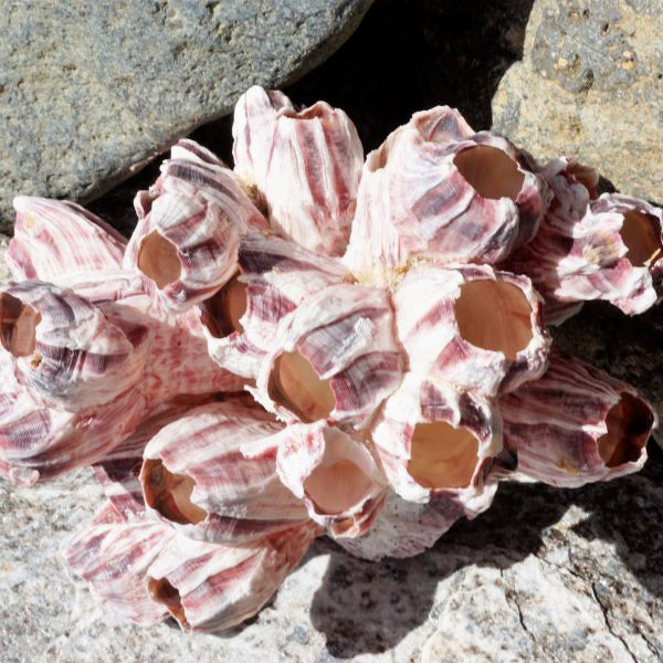 PURPLE GIANT BARNACLES  5 - 7 inch lepas psithacus (20 PER CASE)
