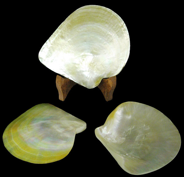 MOP Plates - Polished Both Sides - 5 - 6 inches   - Golden-lipped Pearl Oyster (Pinctada Maxima)