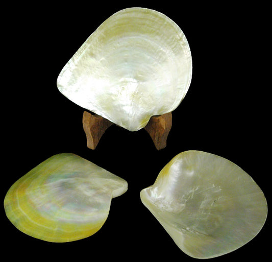 MOP Plates - Polished Both Sides - 5 - 6 inches   - Golden-lipped Pearl Oyster (Pinctada Maxima)