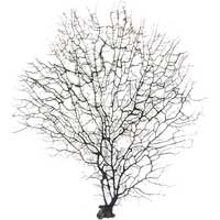 Size 10 - 12 inch - Black Sea Fan - Aquarium Decor