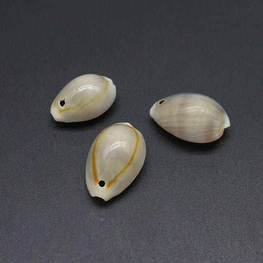 CYPRAEA ANNULUS with 1 hole top center 21x18x10mm - (500 grams 650 pcs) - Grey Cowry Cowrie Shells - Philippines