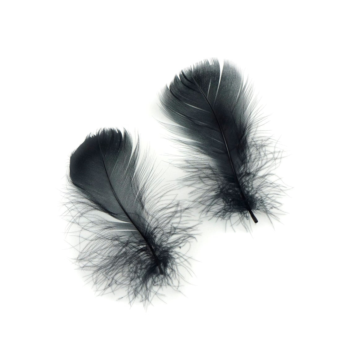 Goose Nagoire Coquille FEATHERS 3 to 4 inch - Black