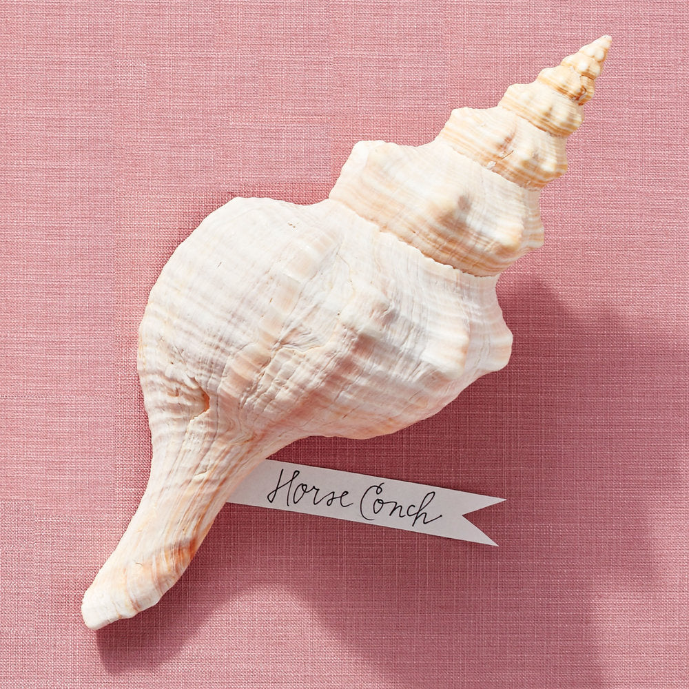 White Mexican Horse Conch - Priced By Weight Per Piece