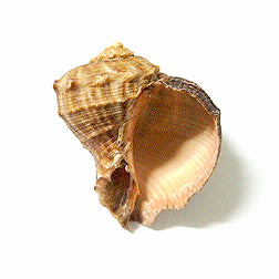 Polished Rapana Rapiformis - 2.5 + inches