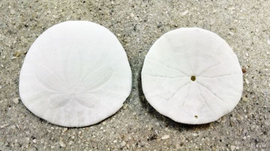 West Coast Sand Dollar - DENDRASTER EXCENTRICUS - 3 - 4 inches