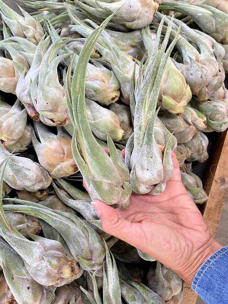 Seleriana Tillandsia Air Plant - Small - 10 to 12 cm