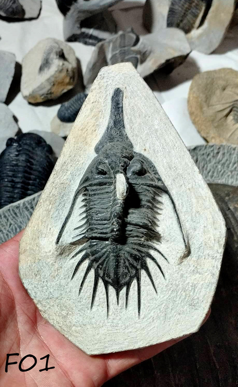 Trilobites Premium Fossils - Assorted - as priced - NEW1122