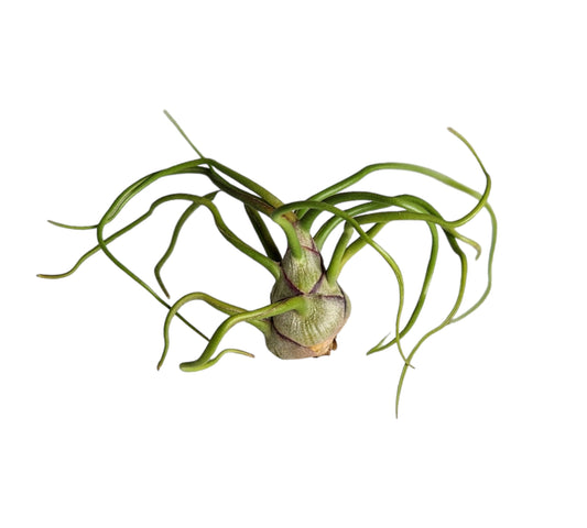 Bulbosa Medium 2.5 - 3 inch  Tillandsia (Pre-order only)