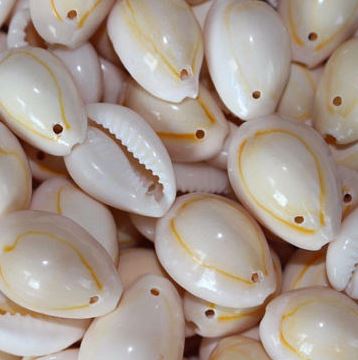 CYPRAEA ANNULUS with 1 hole top center (packed 100 pcs) - Yellow Cowry Cowrie Shells