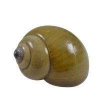 Green Snail Hermit Crab Shells  - Pila Ampullacea 38mm opening size