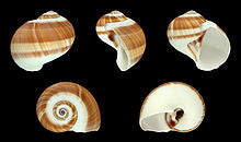 1 KG - Nattica Vitellus Shells - .25 inch ?