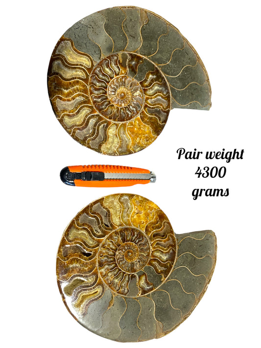 Natural Ammonite Fossil Polished Halves - cm - price per gram NEW223