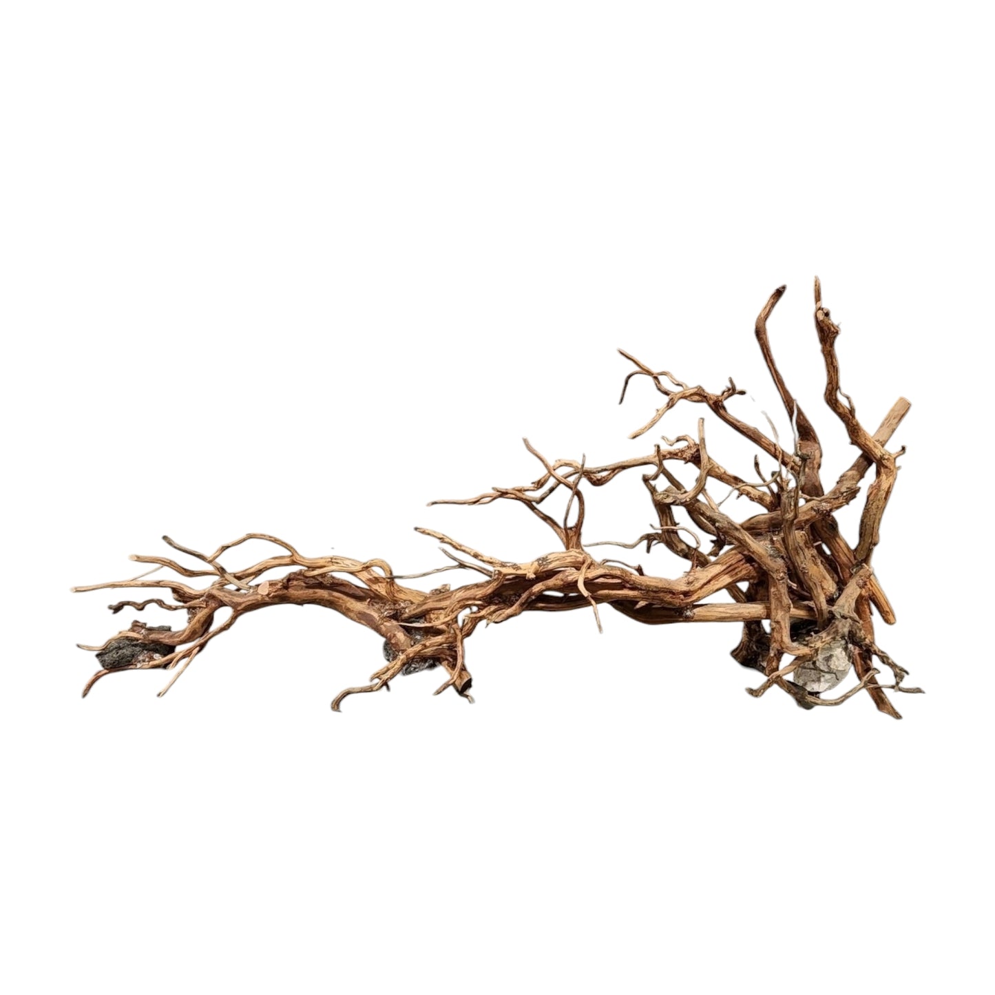 31.5 inch - Wave DRIFTWOOD - 80cm - Indonesia - NEW923 - #9F