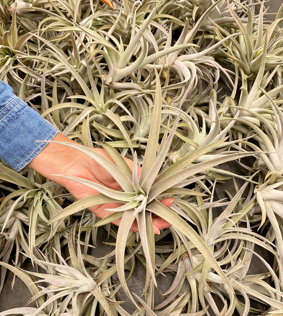 Sphaerocephala Tillandsia Air Plant - Large - 12 to 14 cm