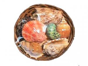 PANIER DE FRUITS DE LA MER Shell Pack 6 pouces - PREMIUM SHELLS