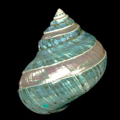Jade Turbo - Banded & Polished - TURBO BURGESSI - Mixed Sizes - 4 inch - NEW621