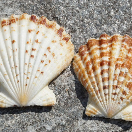 1 KG - Pecten Radula Moitiés - 2 - 3 pouces