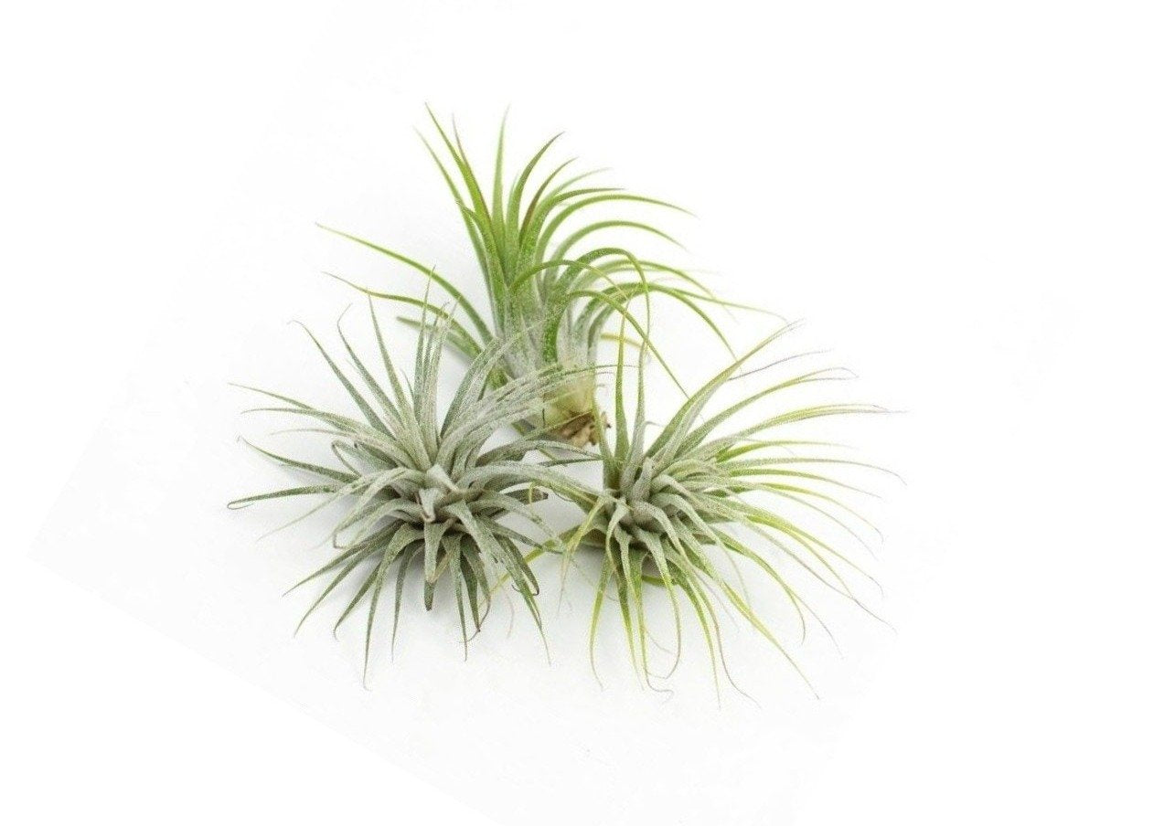 Ionantha Guatemala Tillandsia Air Plant 5 Pack (Mini)