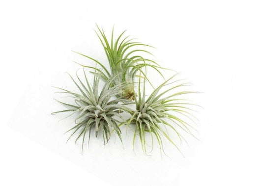 Ionantha Guatemala Tillandsia Air Plant 5 Pack (Mini)