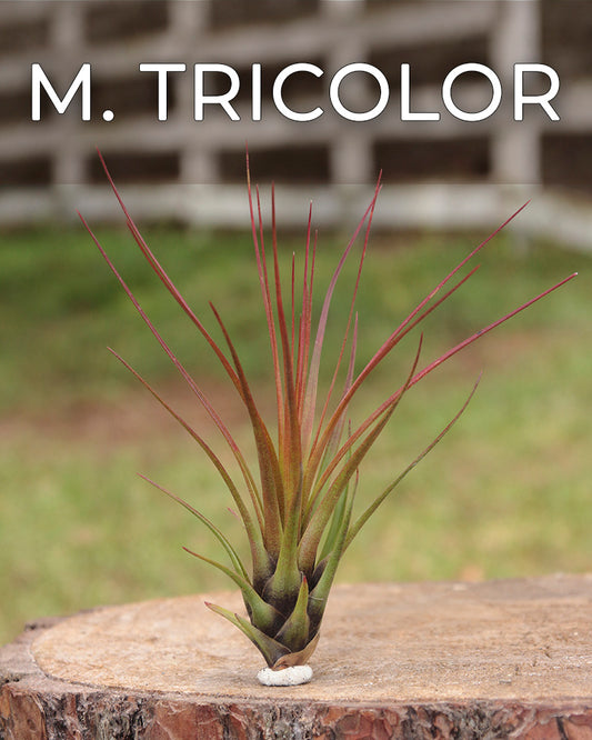 Mélanocrater tricolore - Medium -7 INCH + Tillandsia Air Plant