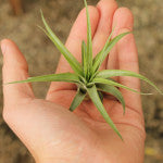 Brachycaulos Multiflora - Mini - 4 cm - 1.57 inch + Tillandsia Air Plant