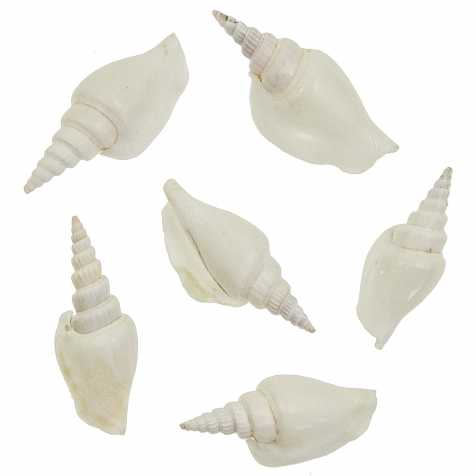 White Strombus Listeri 3 to 4 inch - LISTER'S CONCH