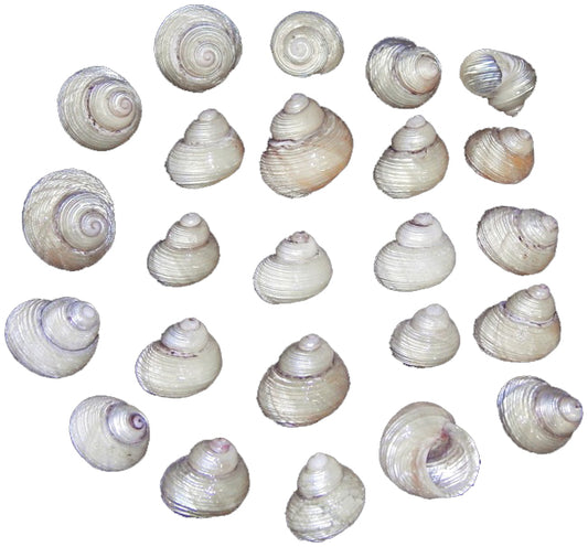 Pearlized Grooved Turbo Shells - .75 to 1 inch