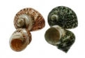 Pearlized Turbo Fluctuosus - 2.5 inches