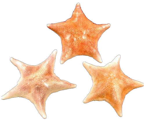 Bat Starfish - 2 - 4 inches