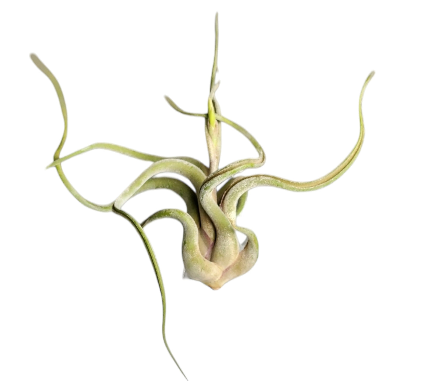 Caput Medusae Tillandsia Grand - 11 - 13 cm - 4,5 pouces +