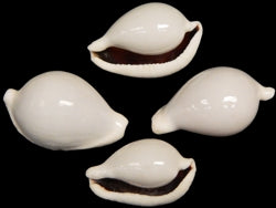 Egg Cowry - Ovum Ovum - 2 - 3 inches