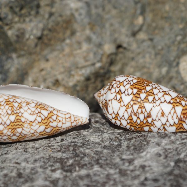 Conus Textile - Cone Shells - XL