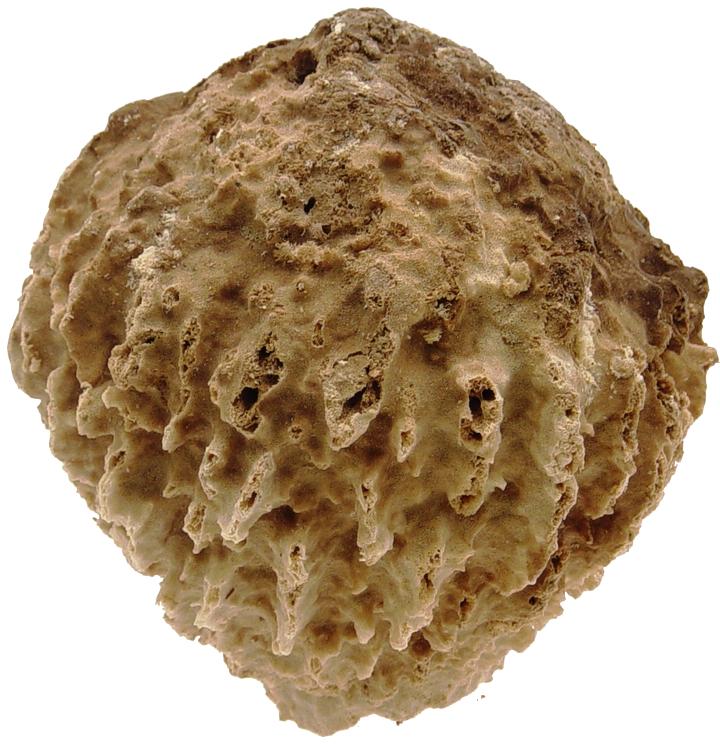 GIANT RIDGE SPONGE - XESTOSPONGIA TESTUDINARIA - MEDIUM 15 to 19 inch - Philippines