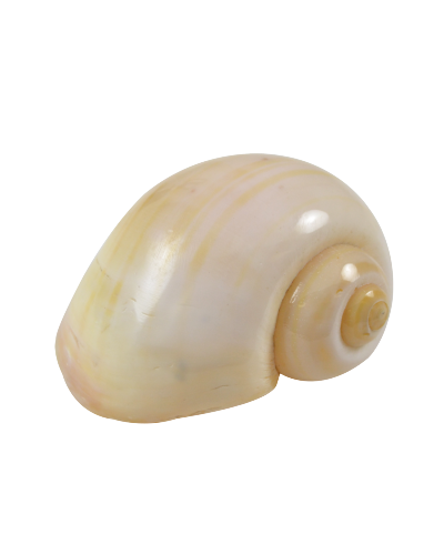 Cherry Yellow Snail Hermit Crab Shells  - Pomacea Canaliculata 40-42mm opening size